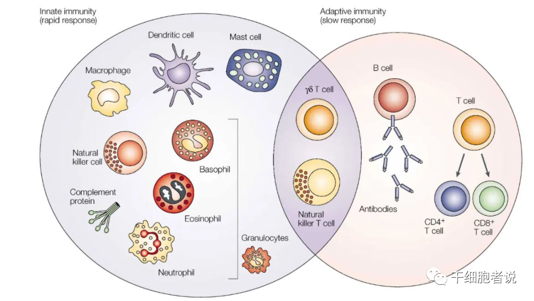 免疫细胞治疗“新力量”：NK细胞疗法-天星网创